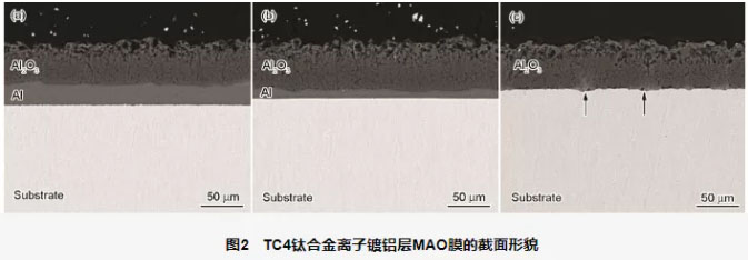 TC4鈦合金離子鍍鋁層MAO膜的截面形貌